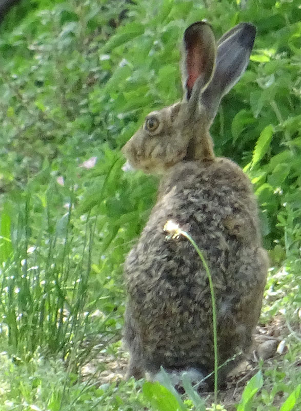 Lepre ? S : Lepus europaeus - Leporidae